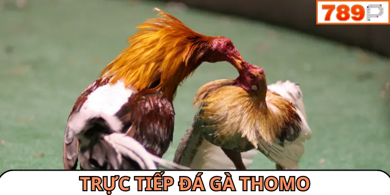 Trực tiếp đá gà thomo